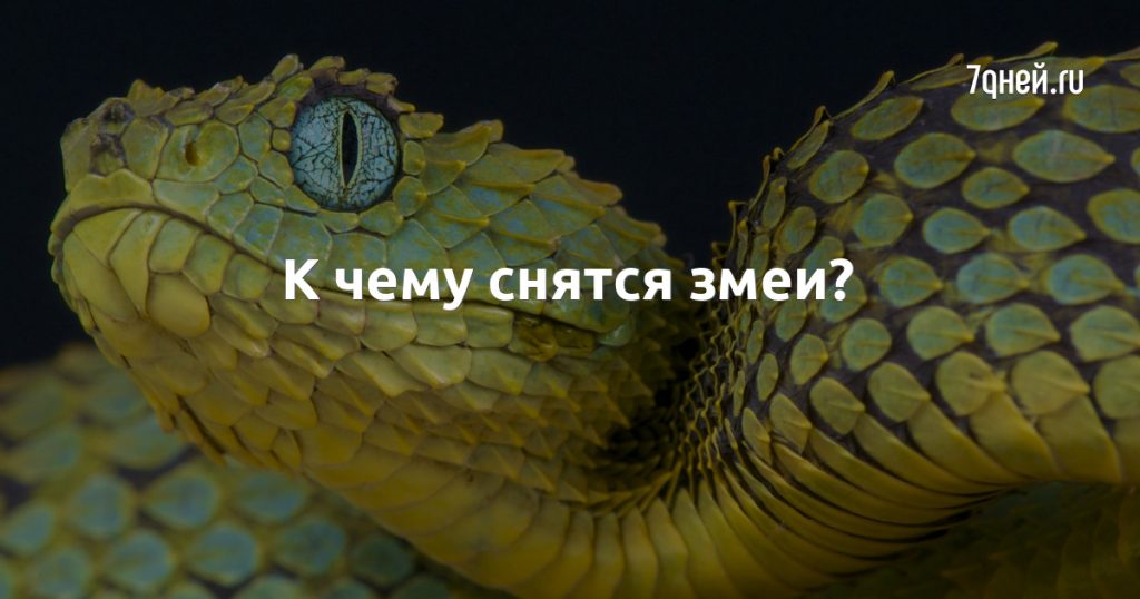 К Чему Снится Змея: Значение и Толкование Сновидения