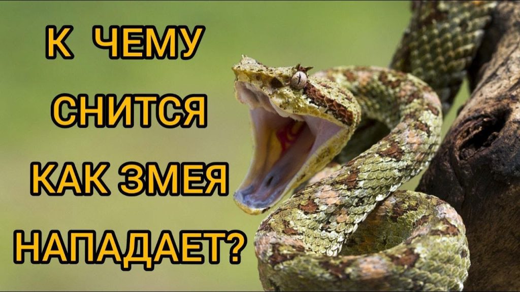 К Чему Снится Змея: Значение и Толкование Сновидения